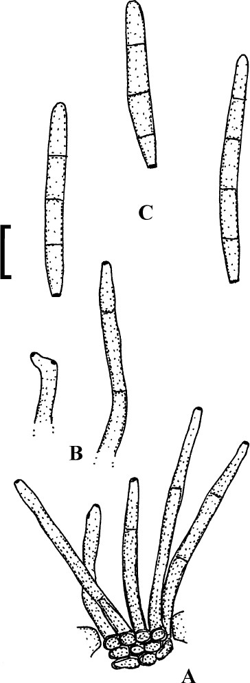 figure 21