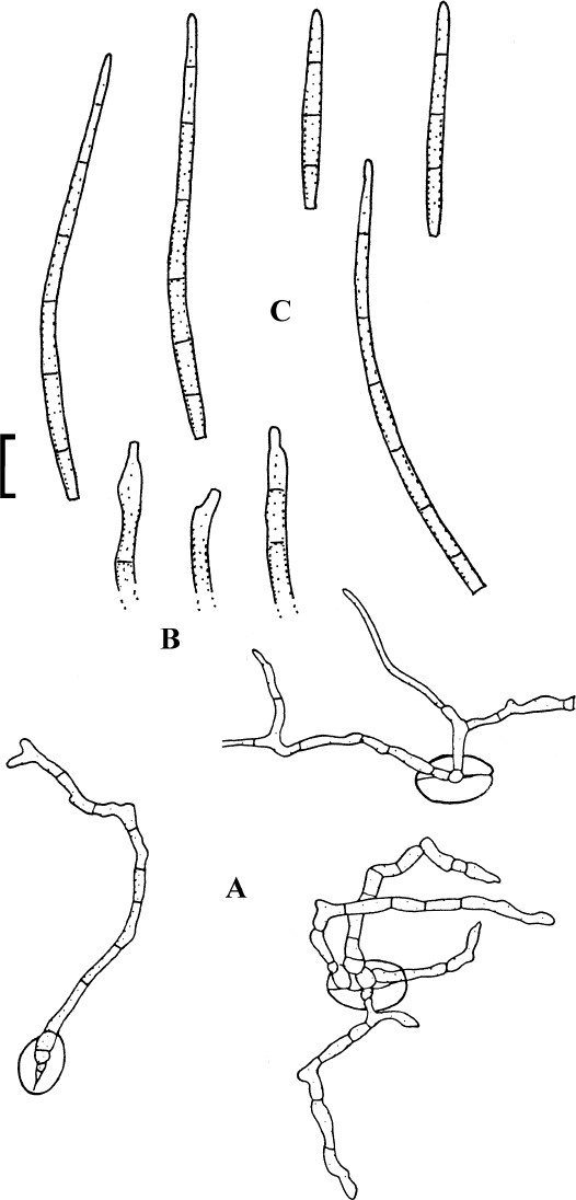 figure 24