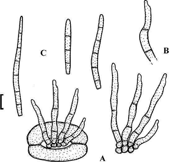 figure 26