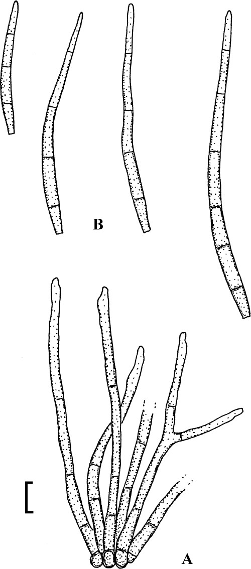 figure 31