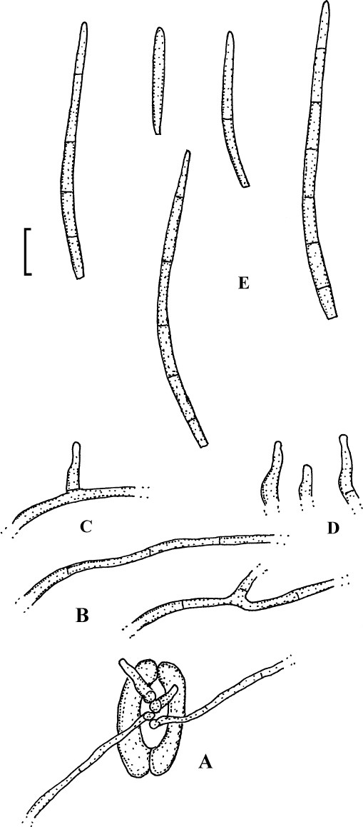 figure 37