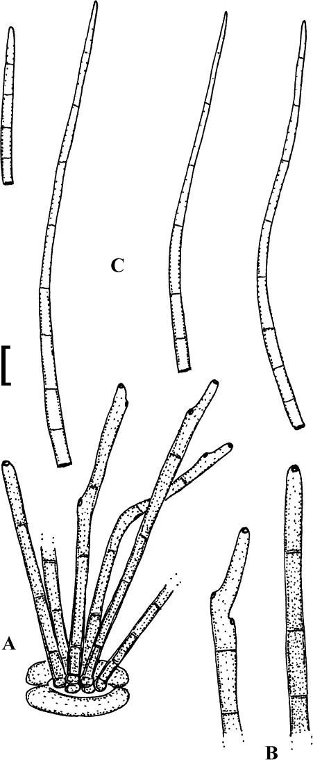 figure 43