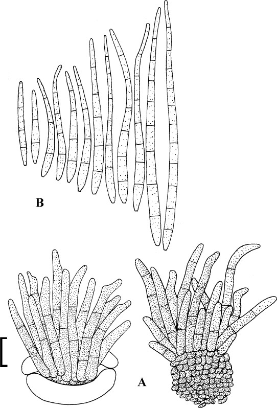 figure 53b