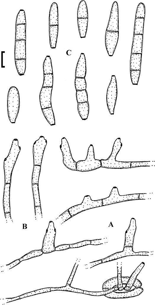 figure 78