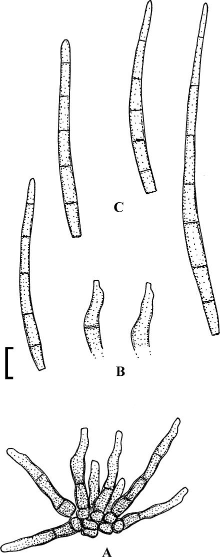 figure 82