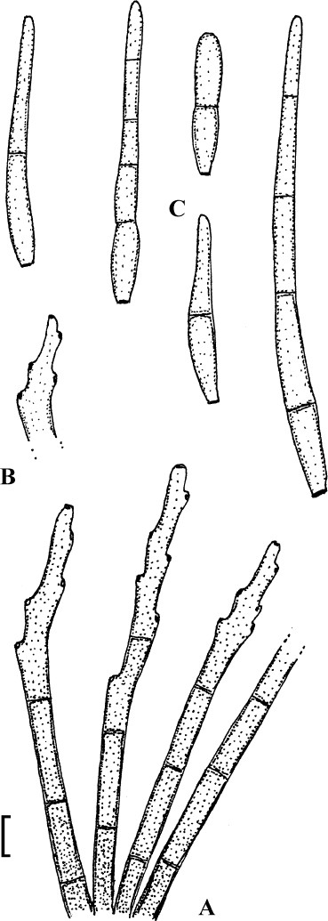 Cercosporoid Fungi Mycosphaerellaceae 5 Species On Dicots Anacardiaceae To Annonaceae Ima Fungus Full Text Cercosporoid Fungi Mycosphaerellaceae 5 Species On Dicots Anacardiaceae To Annonaceae Ima Fungus Full Text