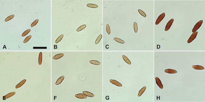 Diversity Of Chroogomphus Gomphidiaceae Boletales In Europe And Typification Of C Rutilus Ima Fungus Full Text