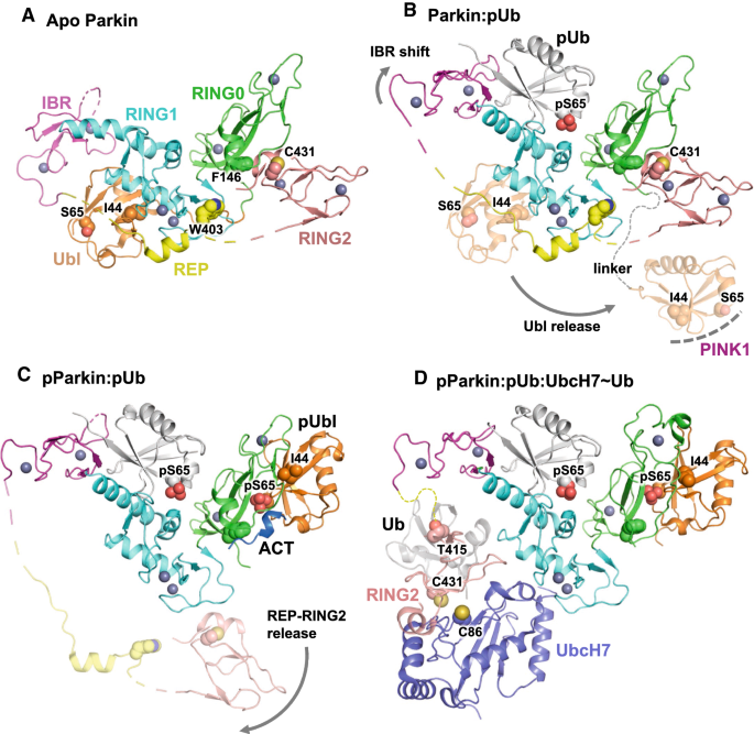 Mechanisms of PINK1, ubiquitin and Parkin interactions in mitochondrial ...