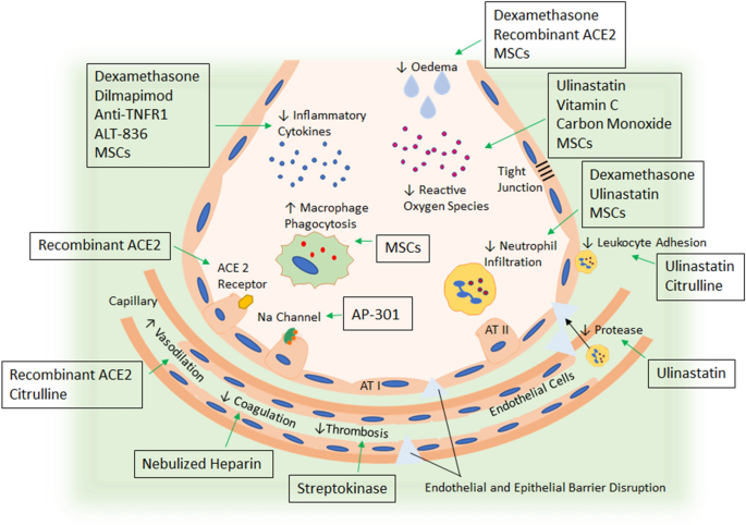 Emerging pharmacological therapies for ARDS: COVID-19 and ...