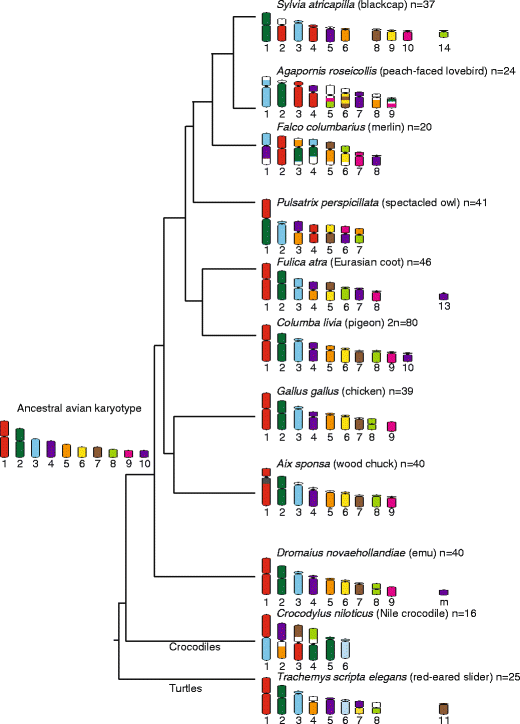 Tracing The Evolution Of Amniote Chromosomes