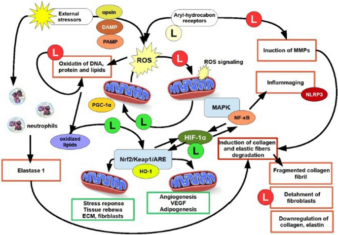 Insights on the role of l-lactate as a signaling molecule in skin aging ...