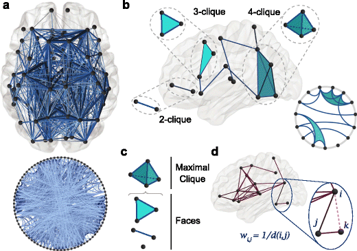 Connection Clique Cliques and cavities in the human connectome | Journal of Computational ...