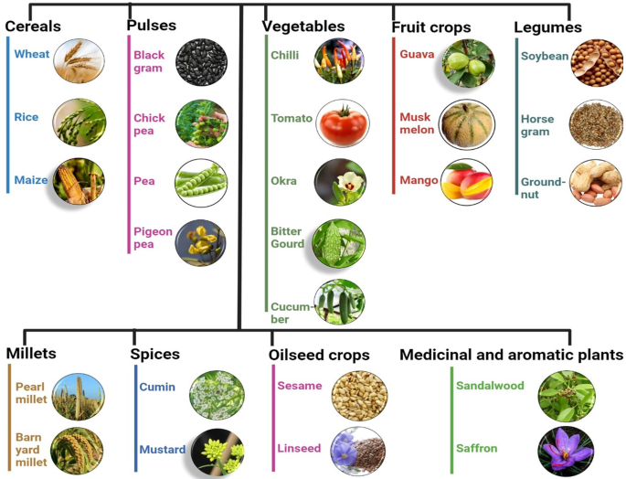 tomato leaf blight tomato leaf blight