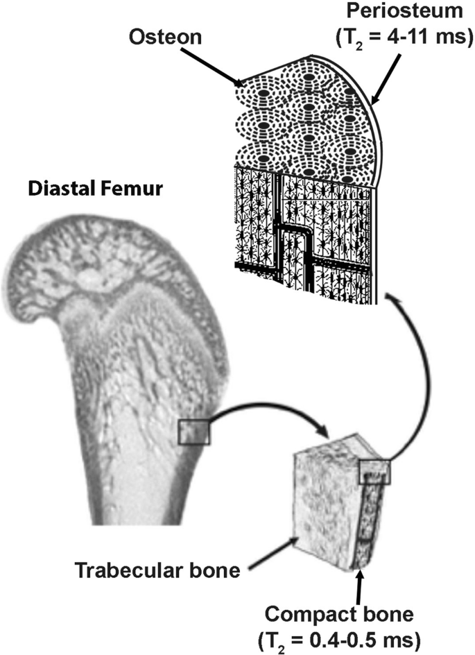 Magnetic Resonance Imaging of Hard Tissues and Hard Tissue ...