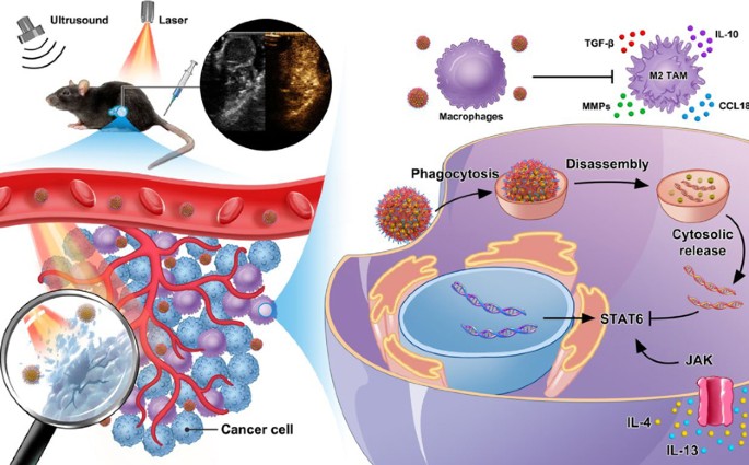 Ultrasound-visualized nanocarriers with siRNA for targeted inhibition