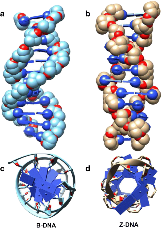 Z DNA  in the genome from structure to disease SpringerLink