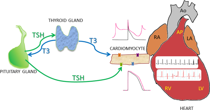 Deciphering the roles of triiodothyronine (T3) and thyroid-stimulating ...
