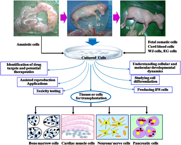 Fetal Stem Cells in Farm Animals: Applications in Health ...