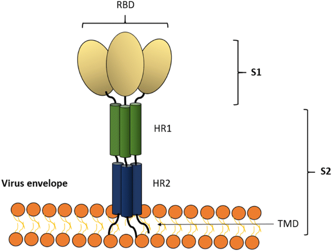 Vaccines for SARS-CoV-2: Lessons from Other Coronavirus ...