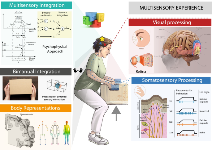 Multisensory Integration in Bionics: Relevance and ...