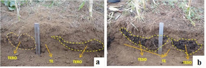 Effects of Mineral and Organic Fertilization on Forage Maize Yield ...