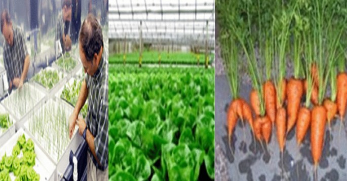What animals can be used in aquaponics Aquaponics