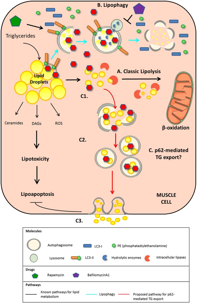 Reversal of intramyocellular lipid accumulation by Reversal of intramyocellular lipid accumulation by