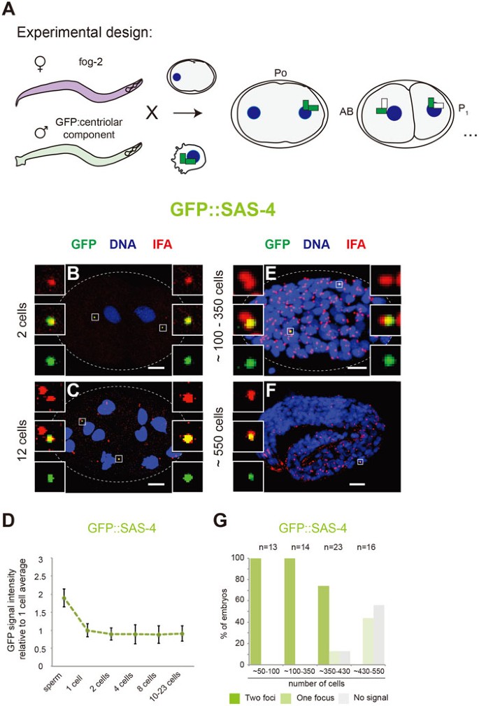 Paternally Contributed Centrioles Exhibit Exceptional