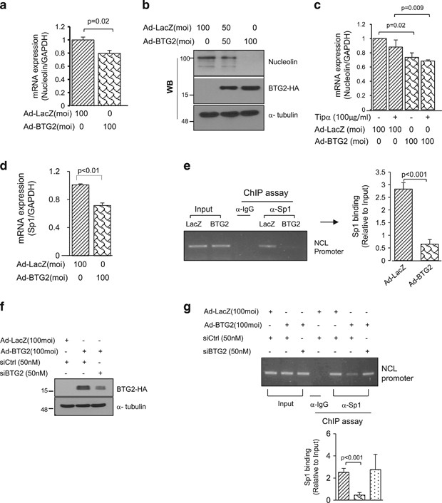 (PDF) Androgen receptor promotes gastric cancer cell 