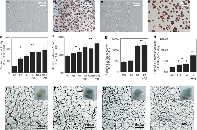 Celastrol enhances AAV1-mediated gene expression in mice 