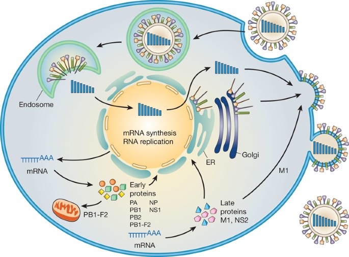 Emergence And Pandemic Potential Of Swine Origin H1n1 Influenza Virus