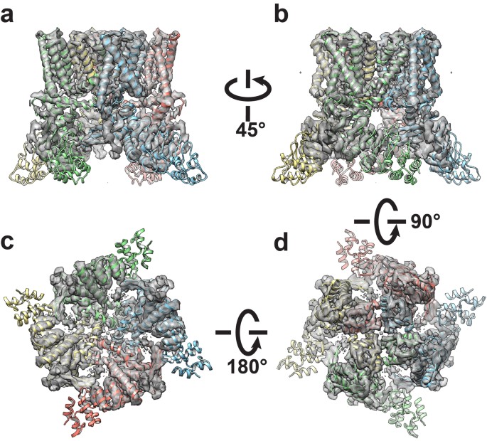 TRPV1 structures in distinct conformations reveal