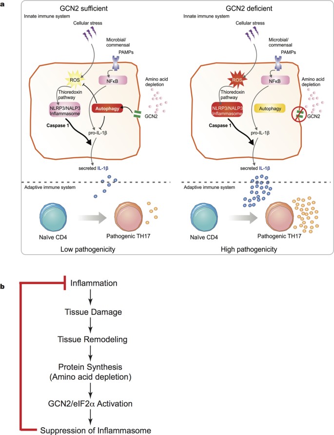 The amino acid sensor GCN2 controls gut inflammation by inhibiting ...