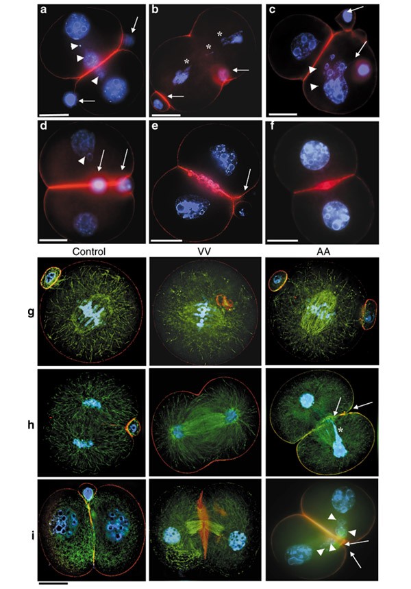 Site of the previous meiotic division defines cleavage