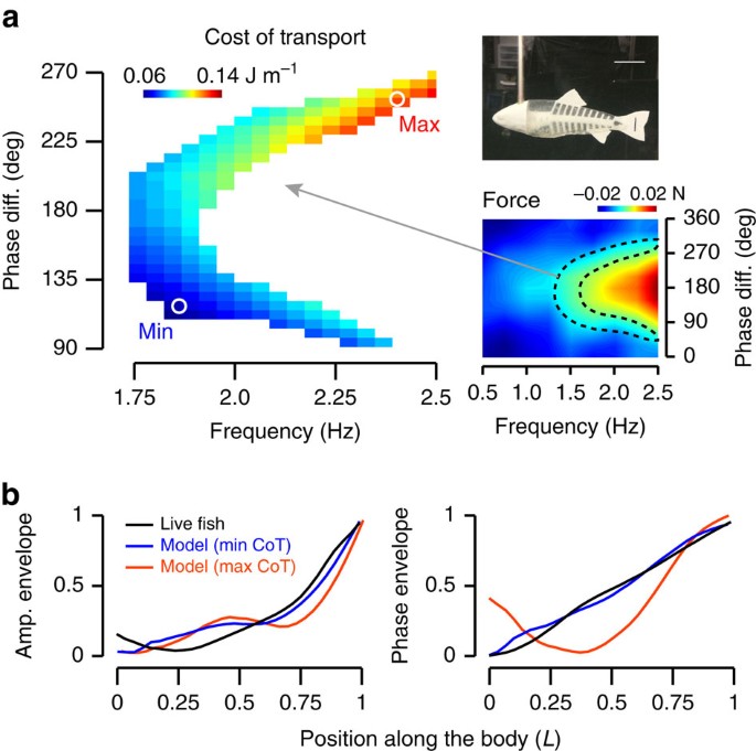 Fish Optimize Sensing And Respiration During Undulatory