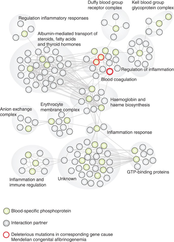 Proteine Atlas Rat / Reconstruction Of Protein Networks ...