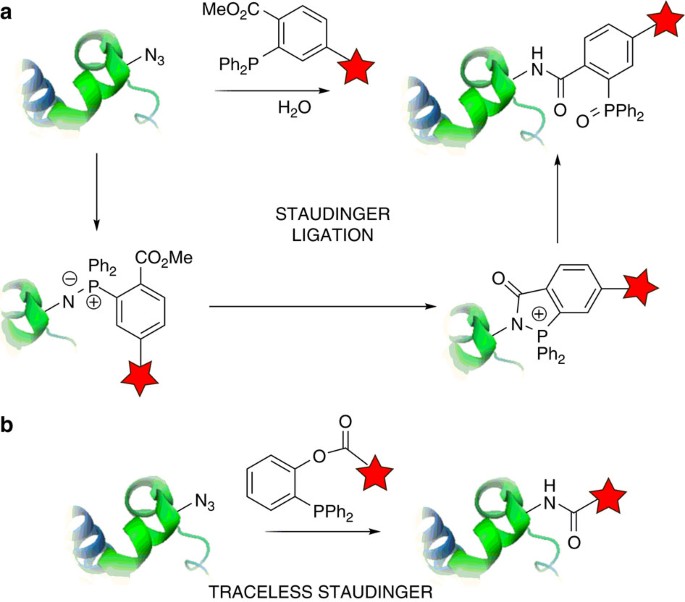 Selective chemical protein modification | Nature ...