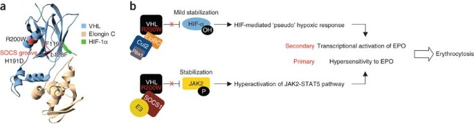 Loss of JAK2 regulation via a heterodimeric VHL-SOCS1 E3 ...