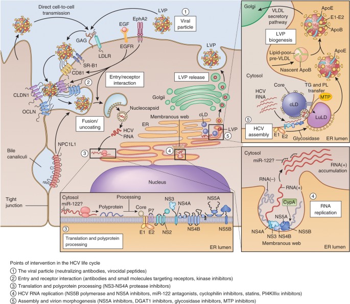 Understanding the hepatitis C virus life cycle paves the ...