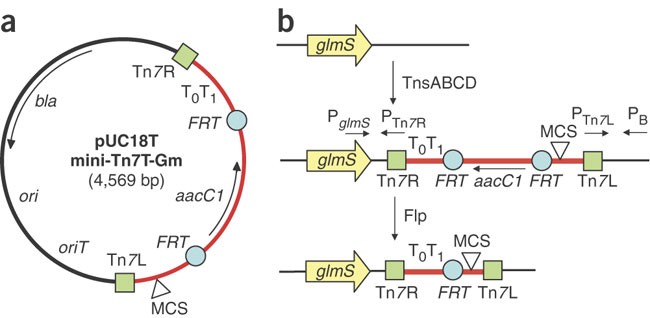 mini-Tn 7 insertion in bacteria with single att Tn 7 sites: example