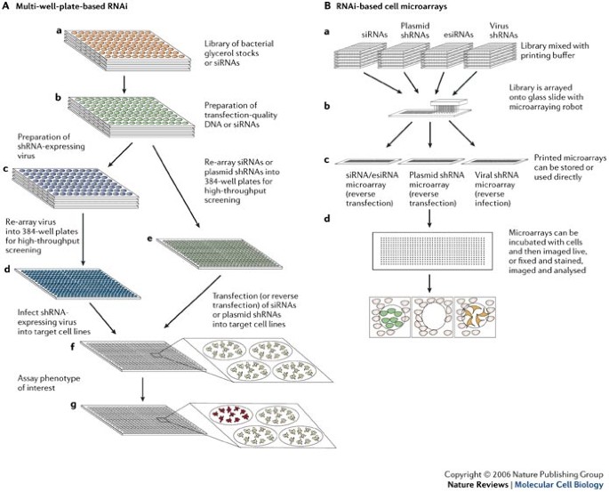 rnai mammalian screens pathways signalling building throughput formats figure