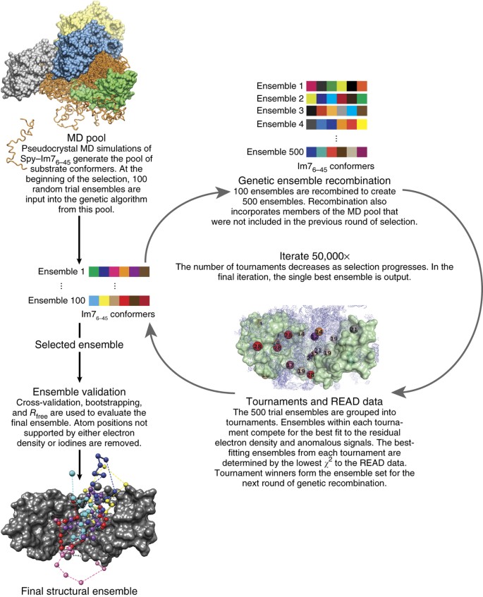Visualizing chaperoneassisted protein folding Nature Structural