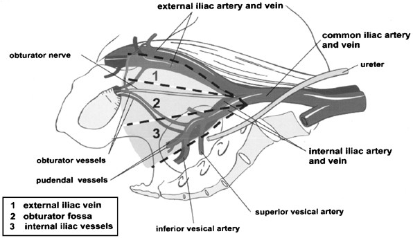Prostate Gland Lymph Drainage Best Drain Photos