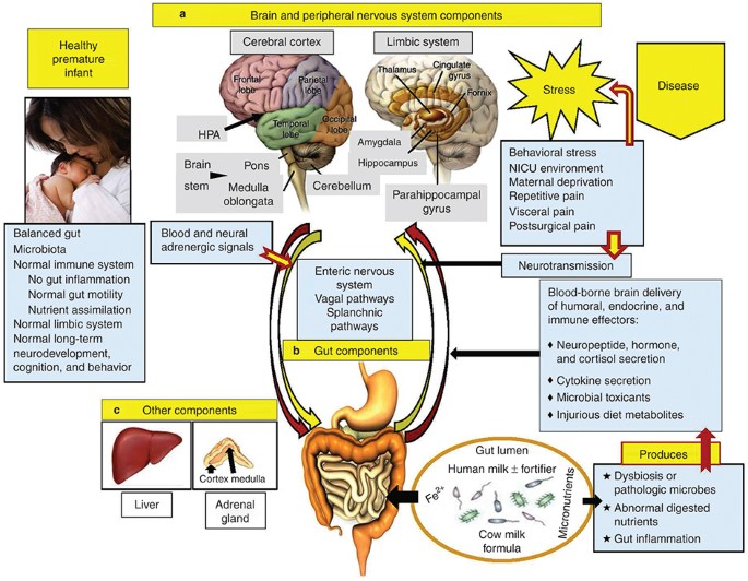 Gut microbiota, the immune system, and diet influence the ...