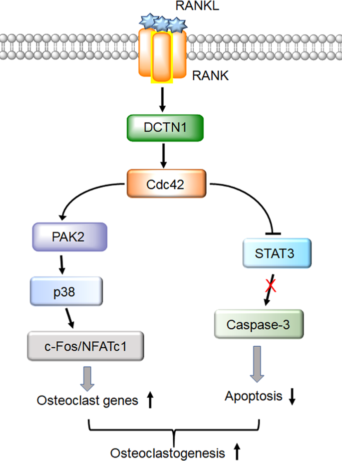 The dynactin subunit DCTN1 controls osteoclastogenesis via ...