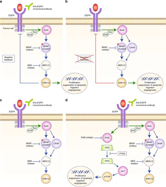 Exploring the best treatment options for BRAF-mutant metastatic colon ...