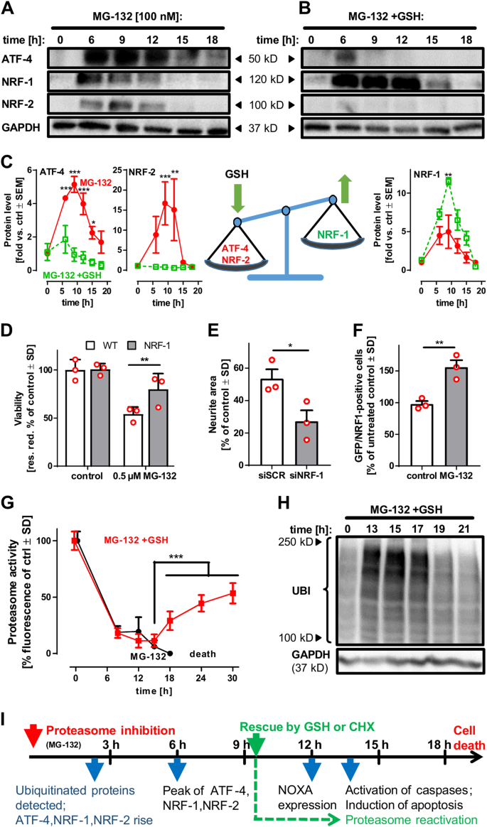 Prevention of neuronal apoptosis by astrocytes through thiol-mediated ...