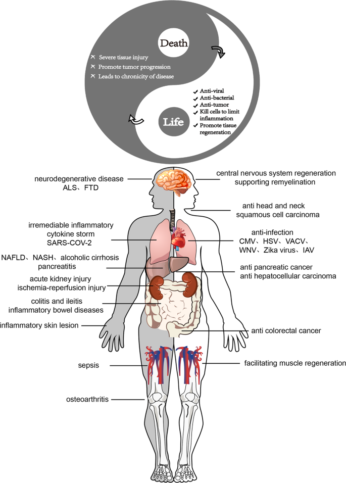 The double-edged functions of necroptosis | Cell Death \u0026 Disease