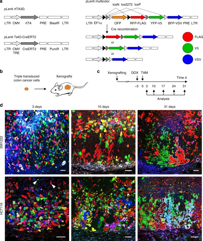 Multicolor lineage tracing reveals clonal architecture and dynamics in ...
