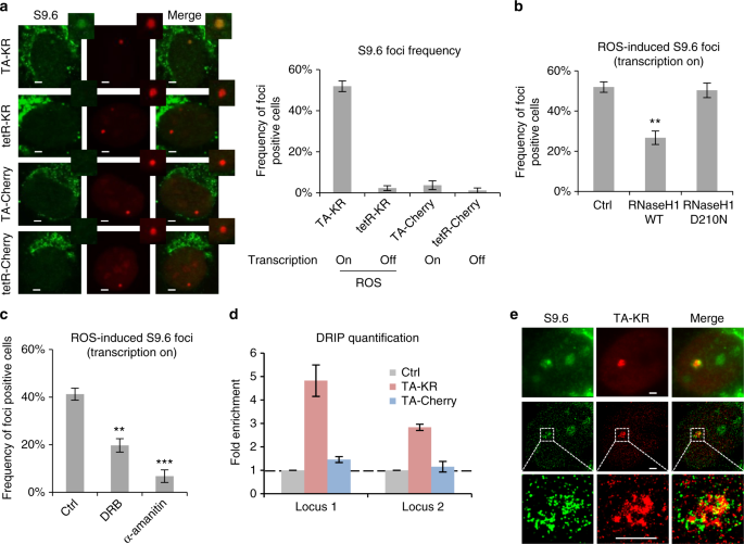 ROSinduced R loops trigger a transcriptioncoupled but BRCA1/2